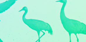 עדליא ייעוץ כלכלי ניתוח עלות - תועלת